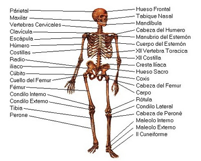 calavera_humana